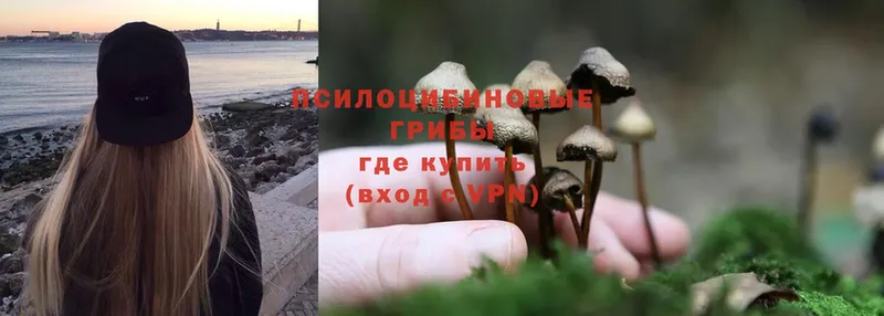 ОМГ ОМГ как зайти  Кашира  Псилоцибиновые грибы Magic Shrooms 